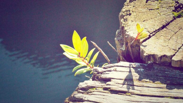 How Can Users Activate The 99Exch Daily Bonus?